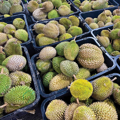 Musang King 03